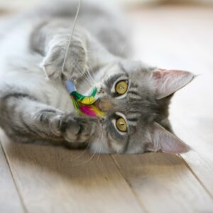 Cat photo linked to newspaper article to demonstrate English spelling patterns